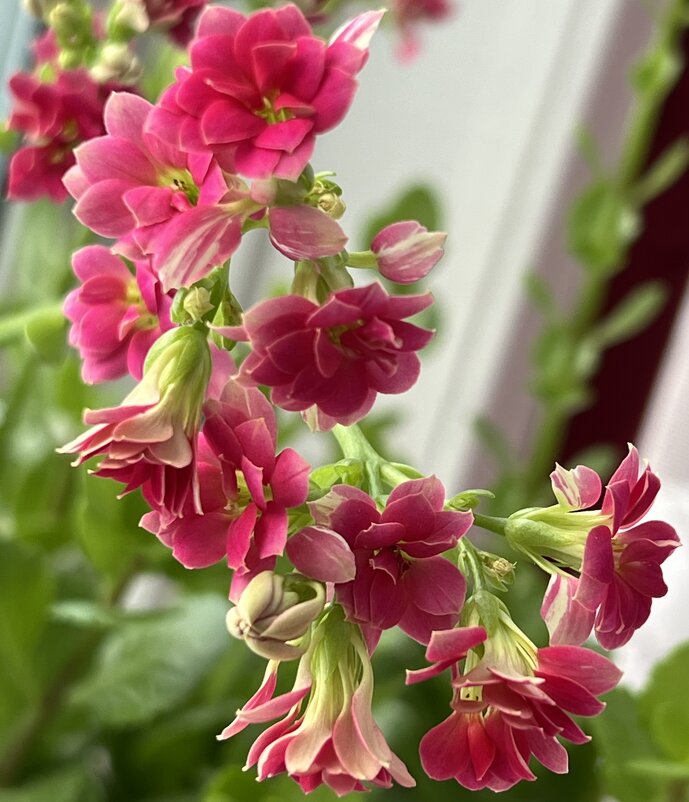 Каланхоэ. - Татьяна 