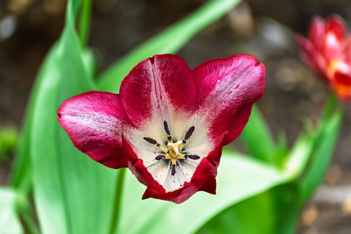 Тюльпан - Игорь Сикорский