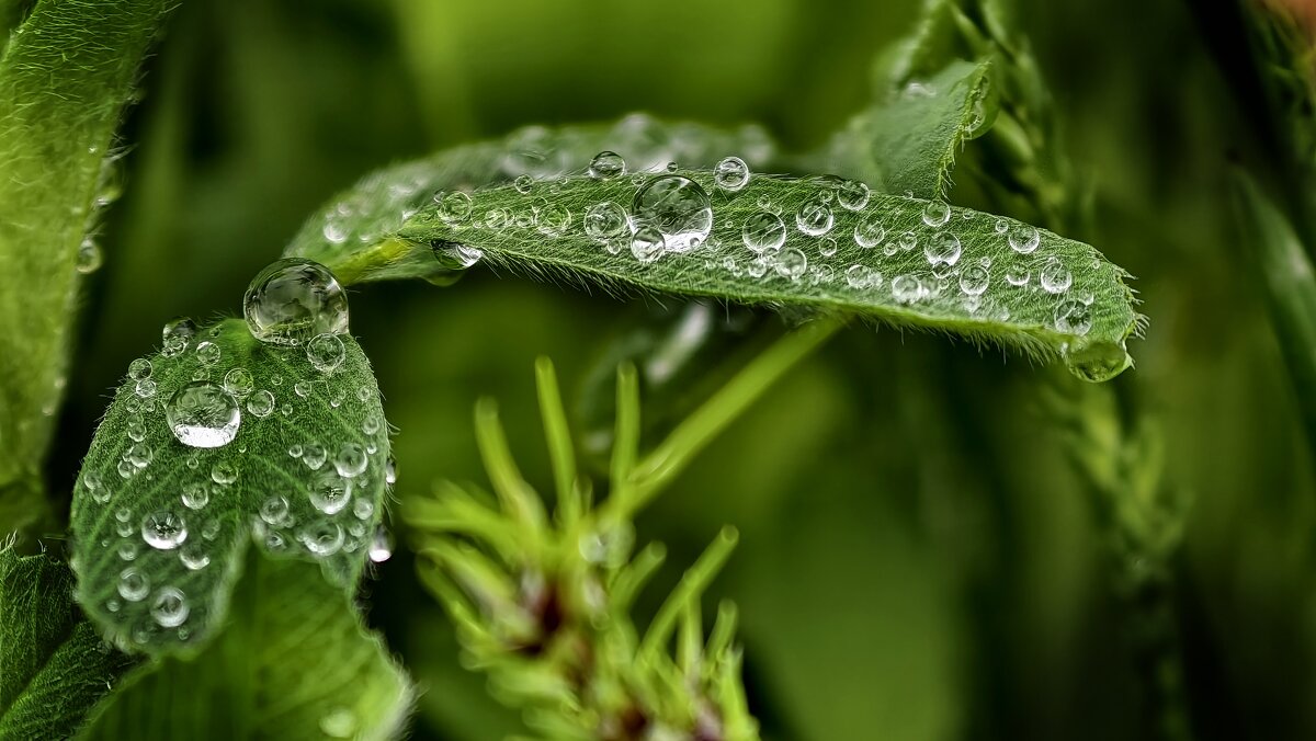 После дождя - Мариша Тим