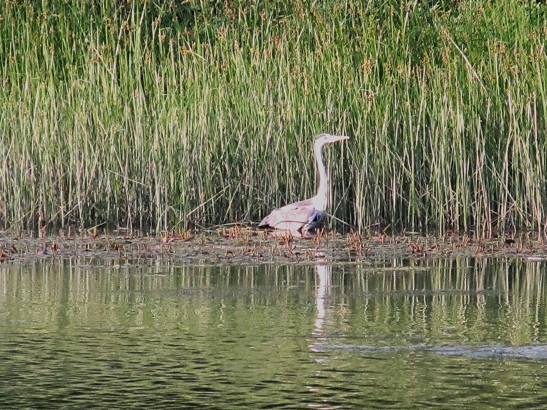 Сентябрьский этюд - Елена Шаламова