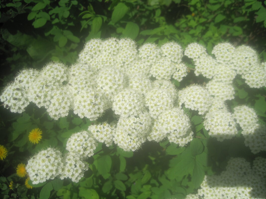 В месяце мае - Елена Семигина