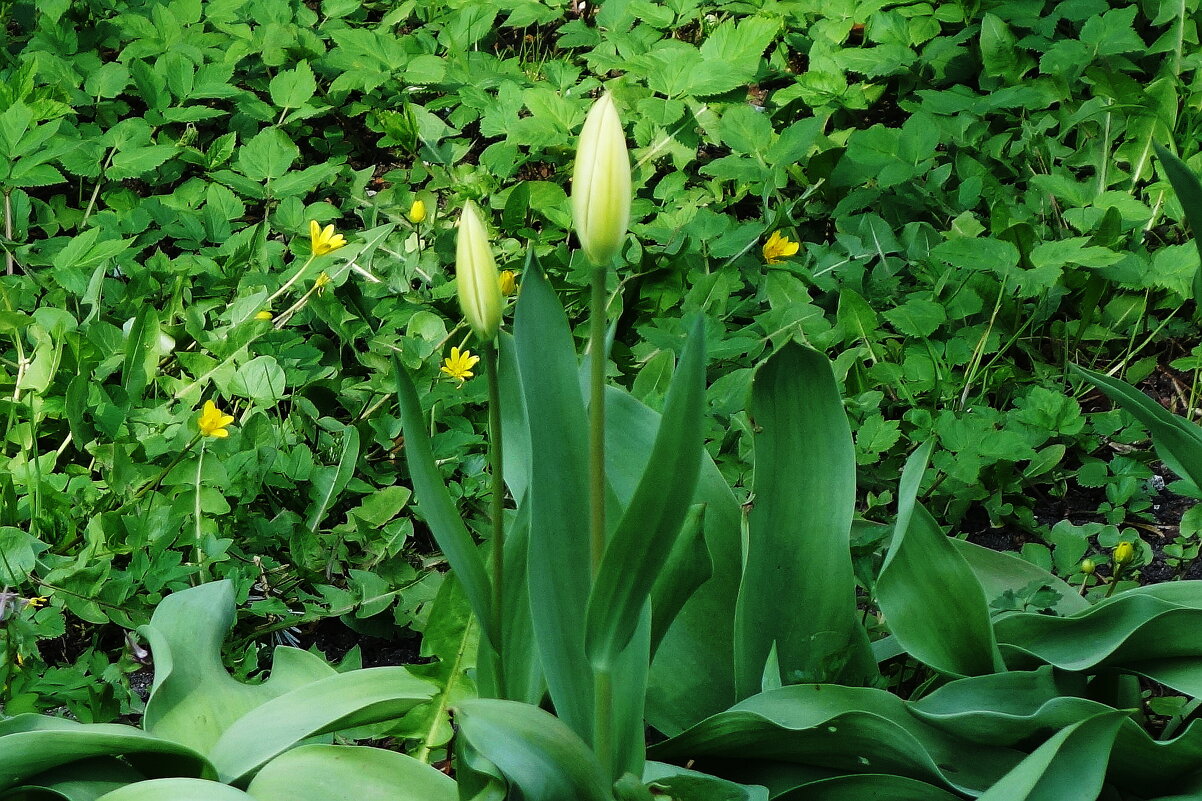 Тюльпаны - Рита Симонова