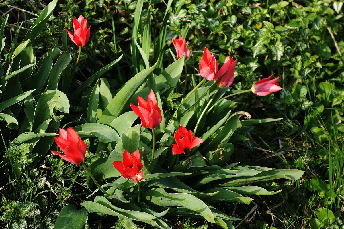 Тюльпаны - Рита Симонова