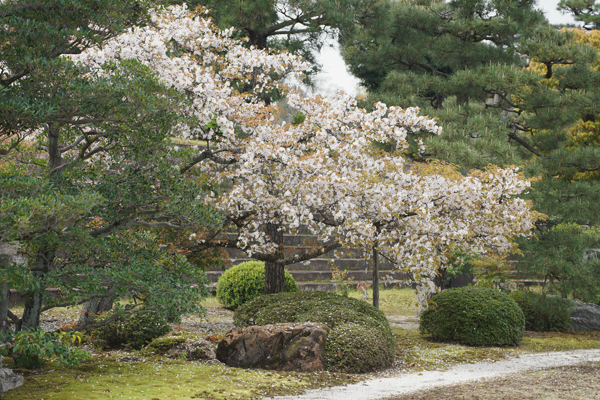 Японский сад в Киото (фрагмент) - Liliya 