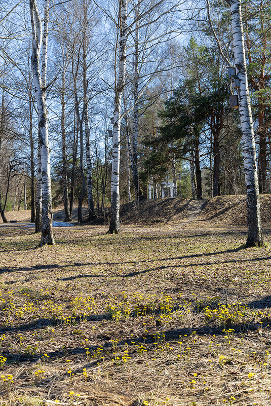 Весенний пейзаж с мать и мачехой - Александр Синдерёв
