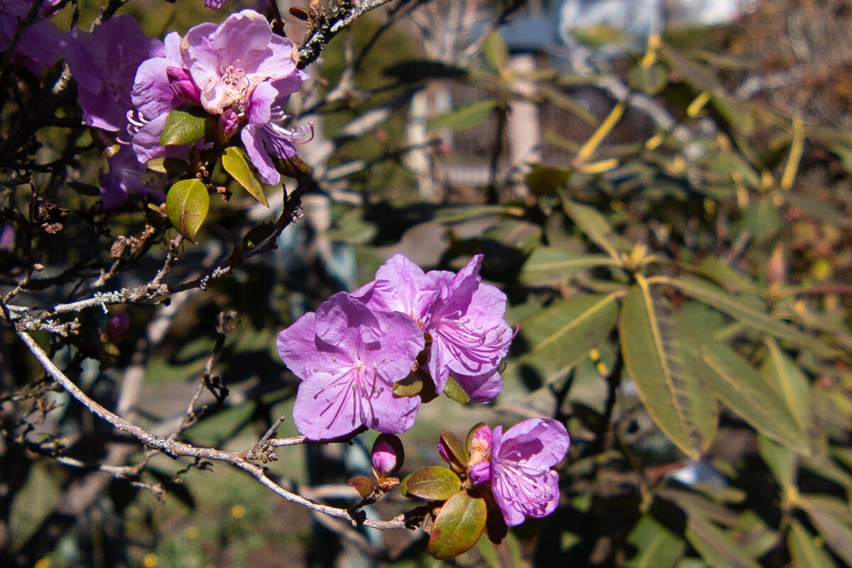 *** - Геннадий Порохов