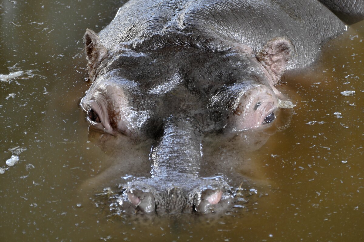 Серия "Глаза зверей" .Настороженность. - Виктор Савельев