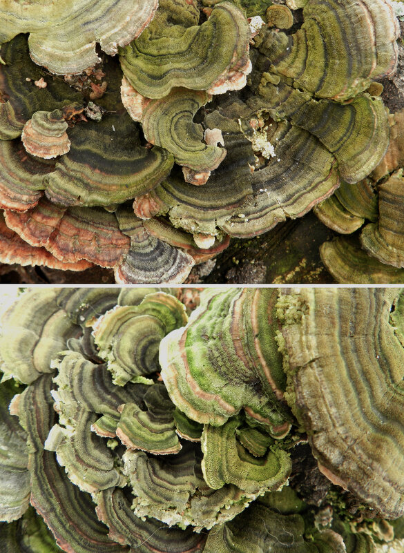 гриб древесный - Лера 