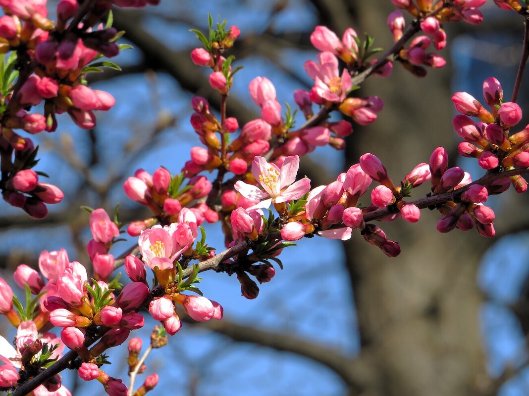 Миндаль цветет - Лариса С.