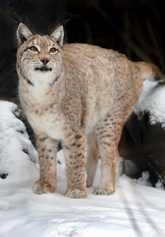 рысь - Михаил Бибичков