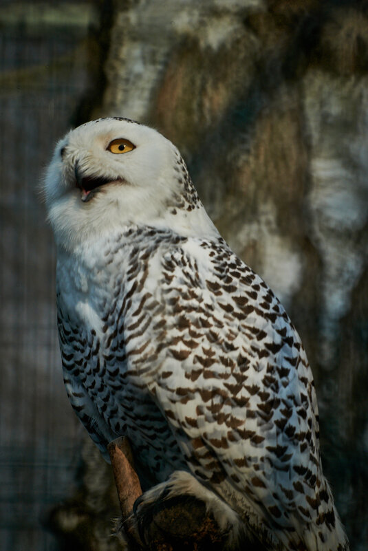 Полярная Сова - Александр Леонов