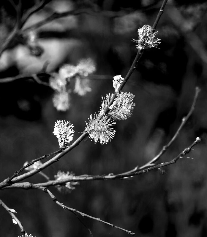 *** - Николай 