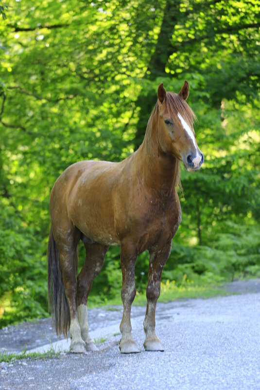На выгуле - Валерий 