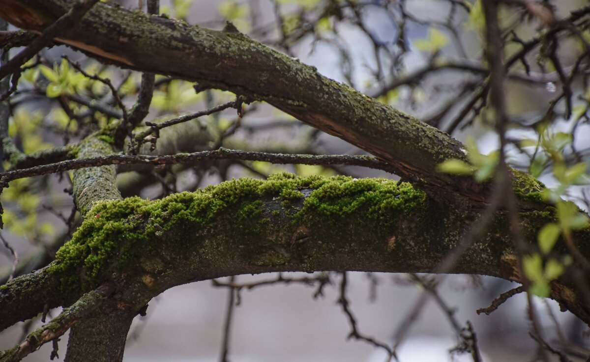 Замшелая яблоня - Олег 
