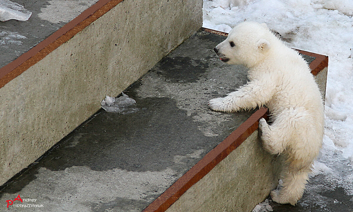Мишка - Андрей Пристяжнюк