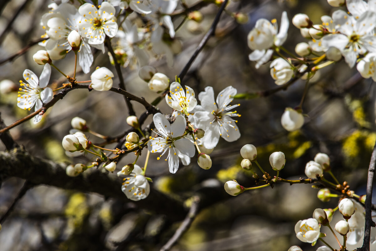 Цветение. - Николай 