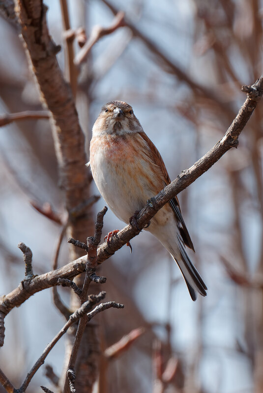 Коноплянка - Вячеслав Алтай