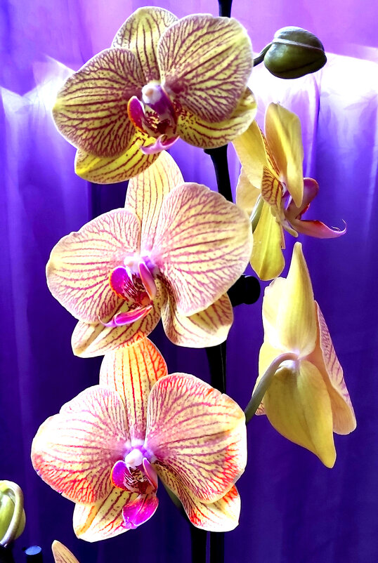 Орхидея - Елена Галата