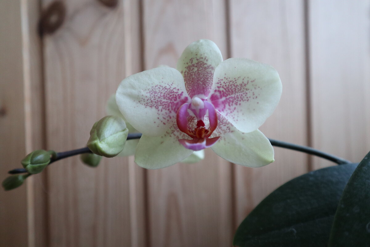 Моя коллекция орхидей - Irene Irene