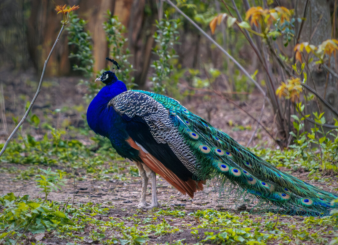 *** - Игорь Протасов