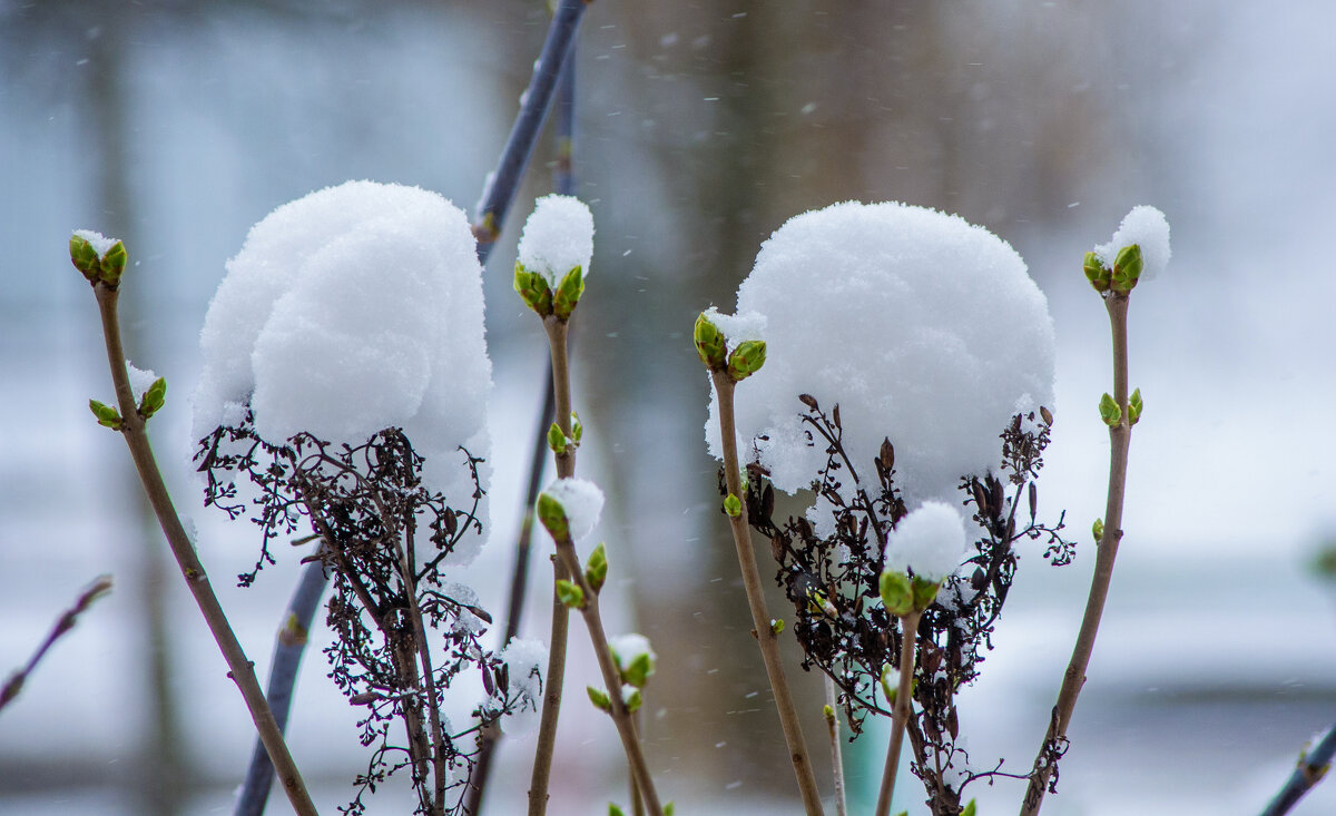 Цветы Зимы №1 - Александр Семенов