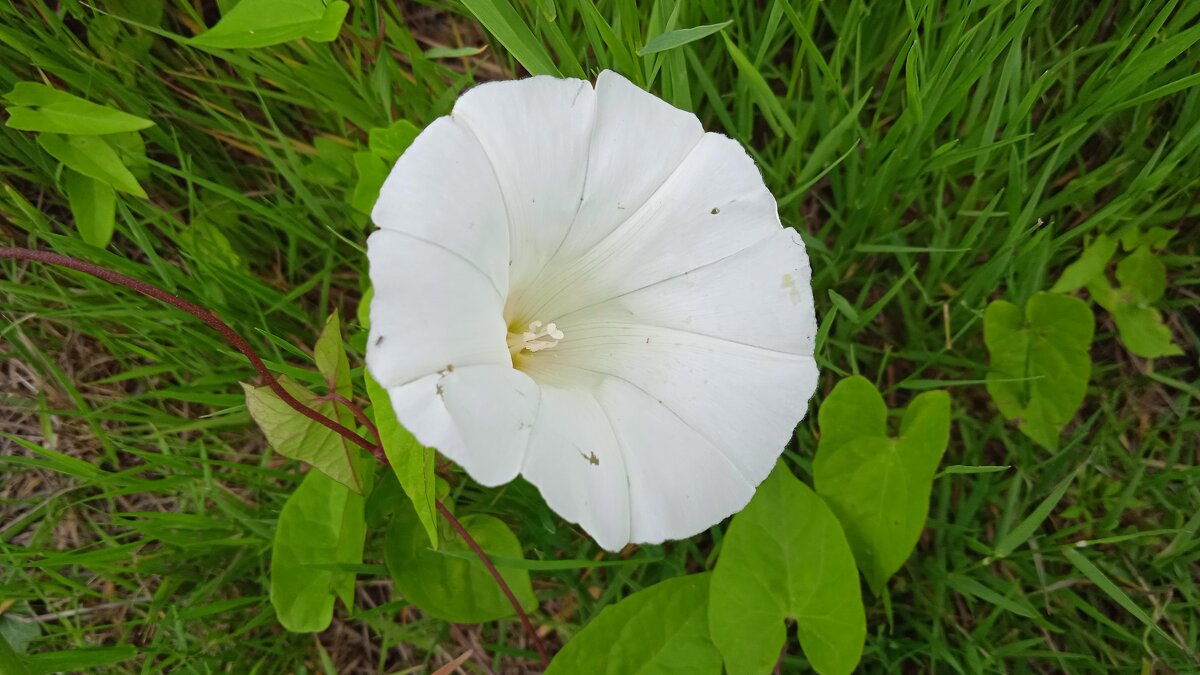 .......... - Елена Шаламова