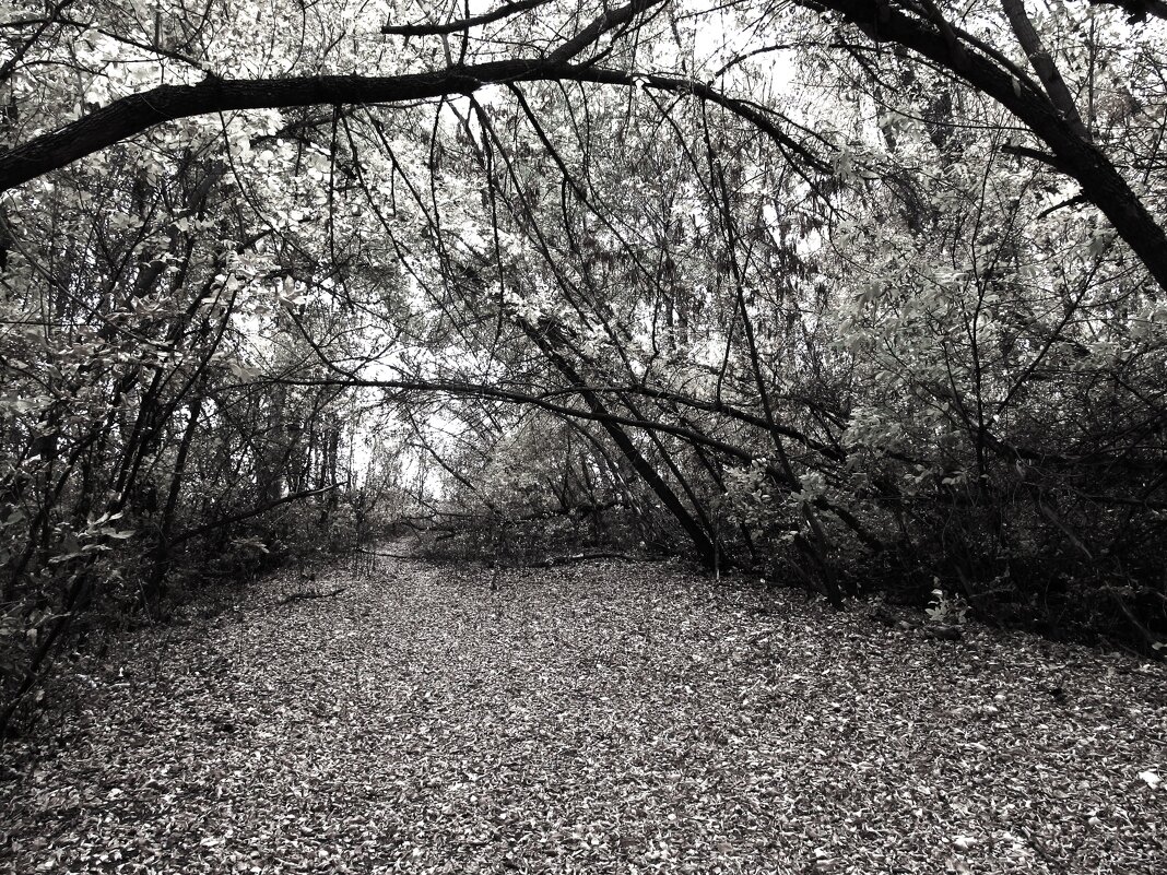 .......... - Елена Шаламова