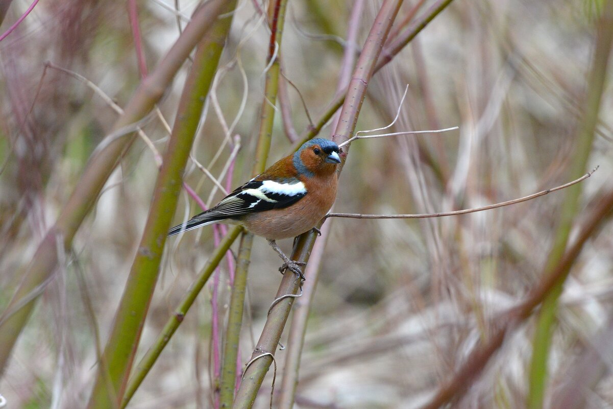 Зяблик - Константин Анисимов