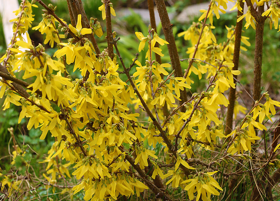 Вот и форзиция зацвела - Светлана 