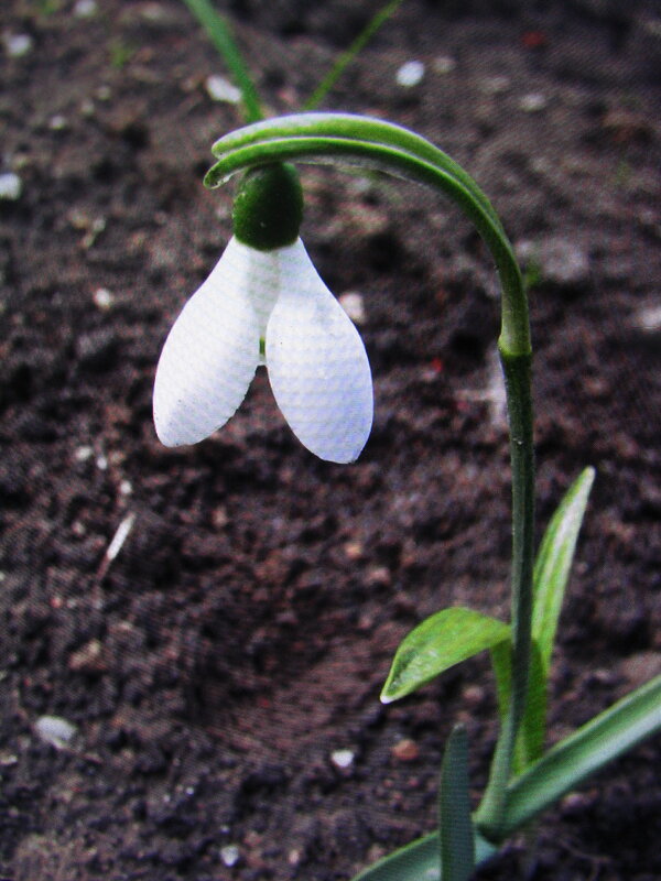 Одинокий красавчик - Людмила Смородинская