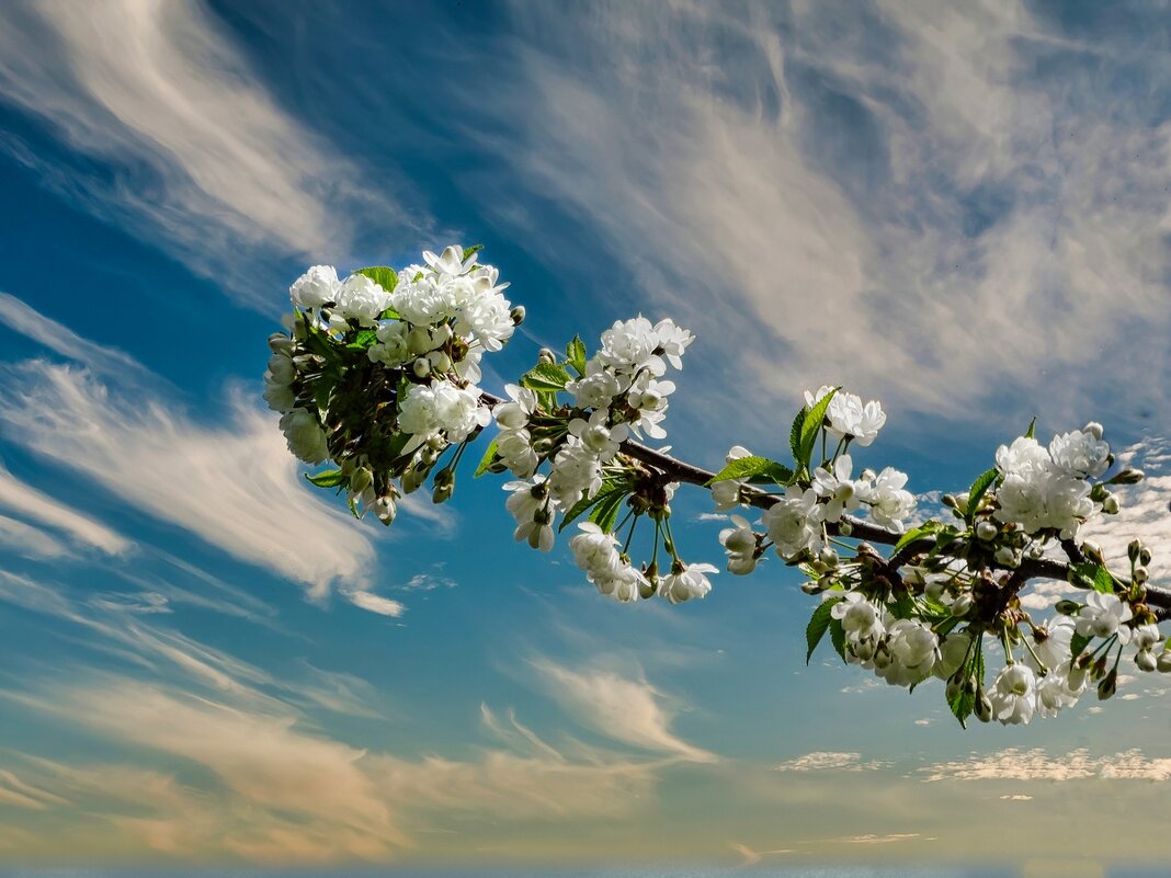 Весенняя красота ... - Ravile 