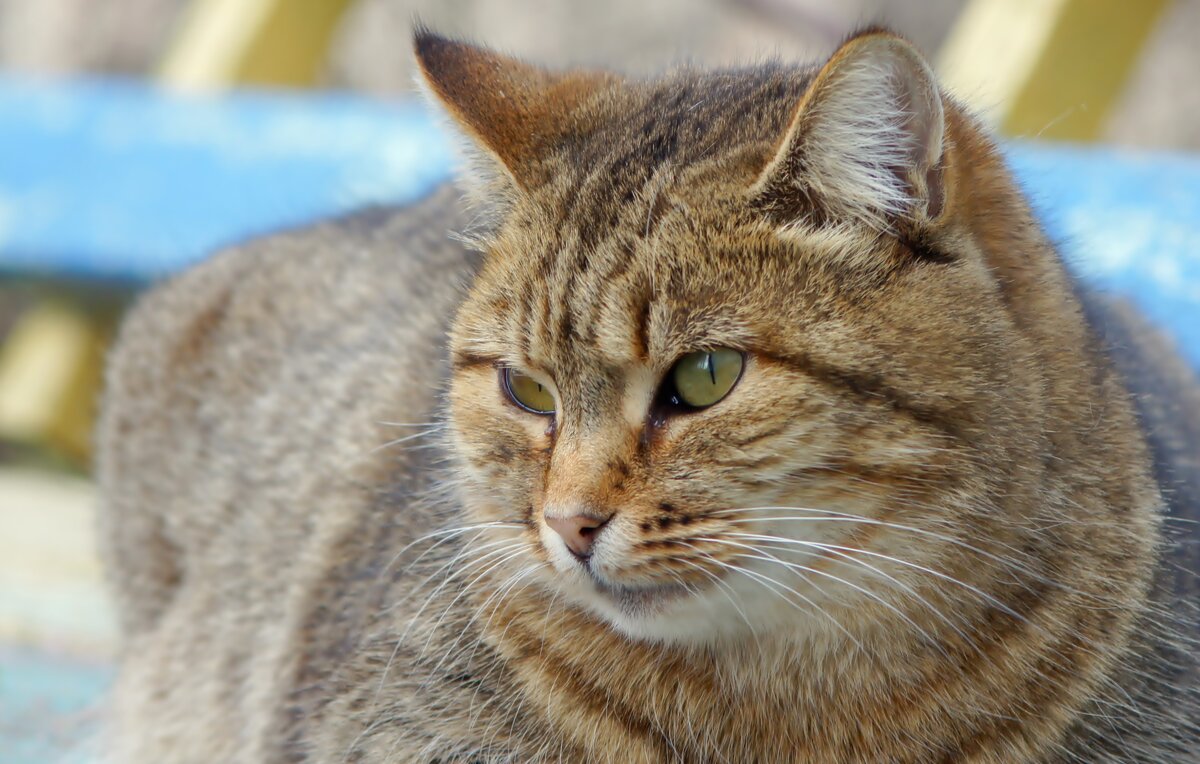 Мурка - Олег Кабанец