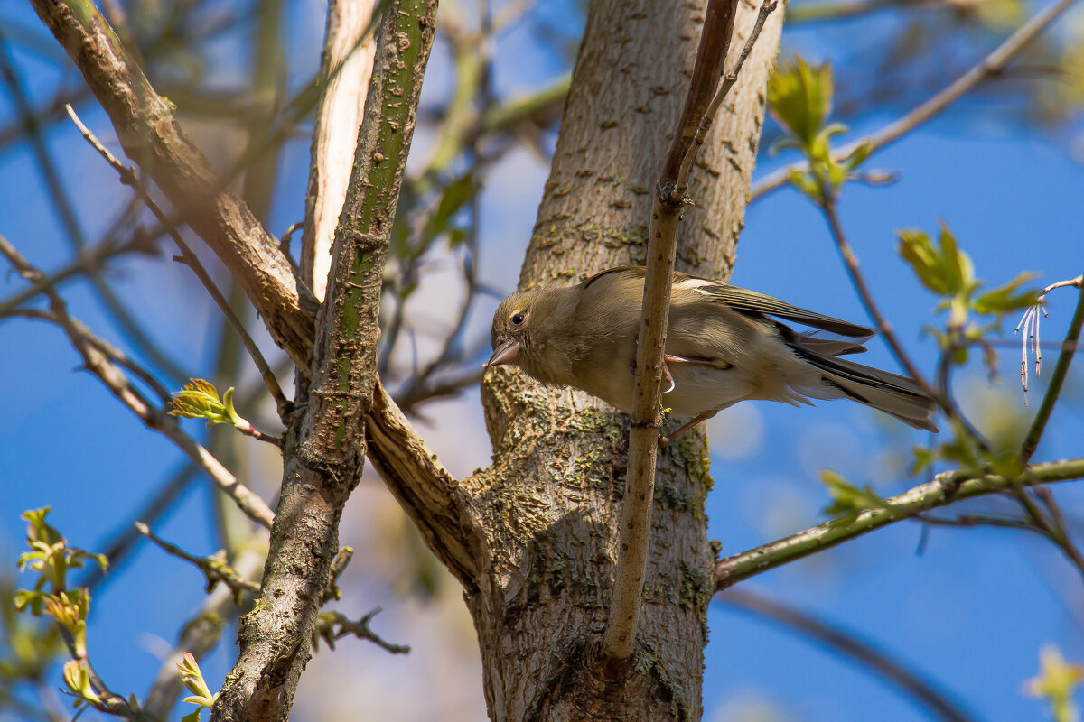 Самка зяблика. - Sergey (Apg)