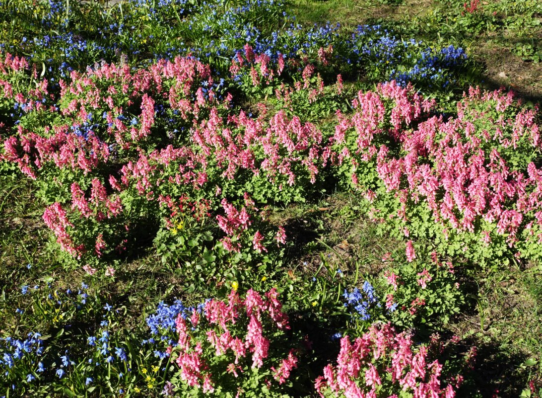 Ковер первоцветов в парке Таллина - Aida10 