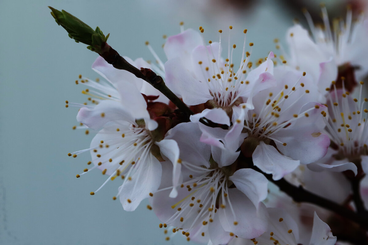 Цветение абрикоса - Татьяна Салиева