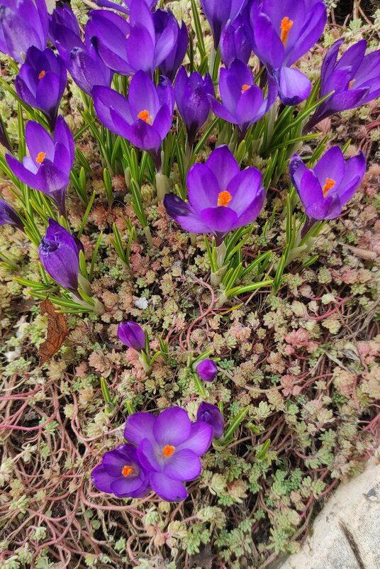 Крокусы просыпаются - Татьяна Лютаева