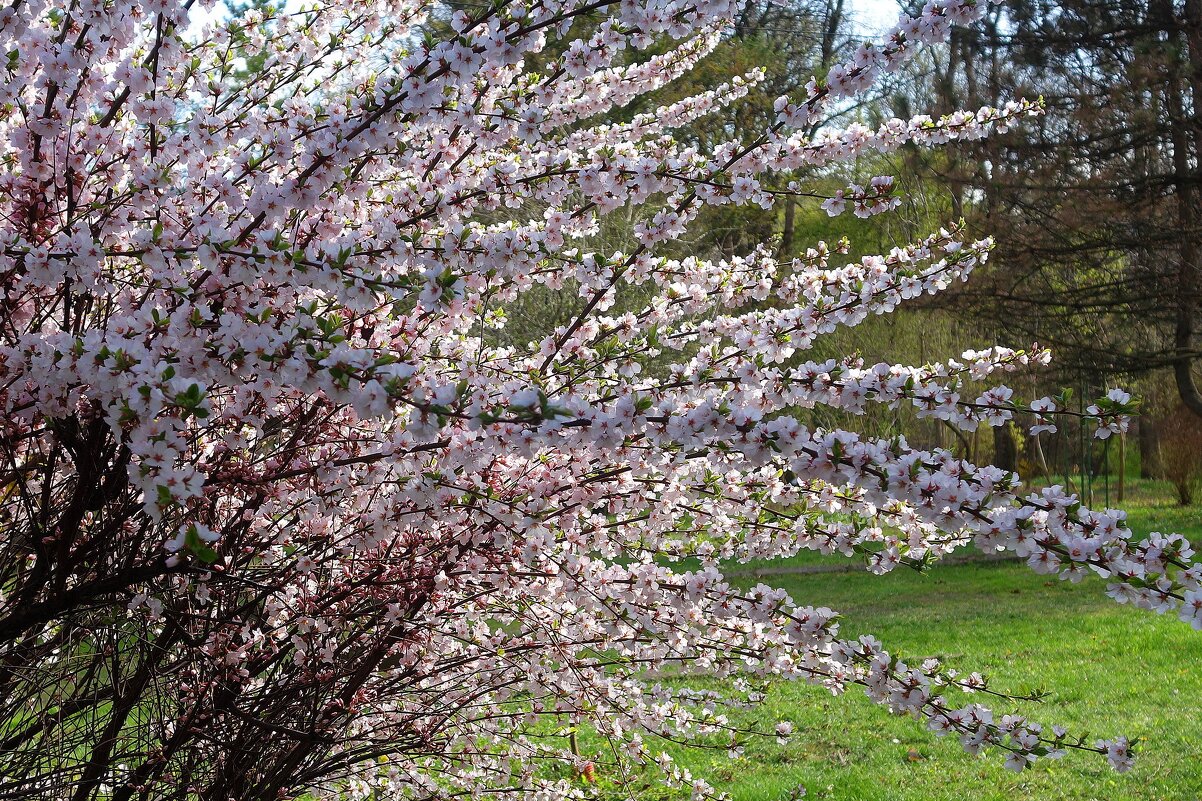 Цветущий апрель - Рита Симонова