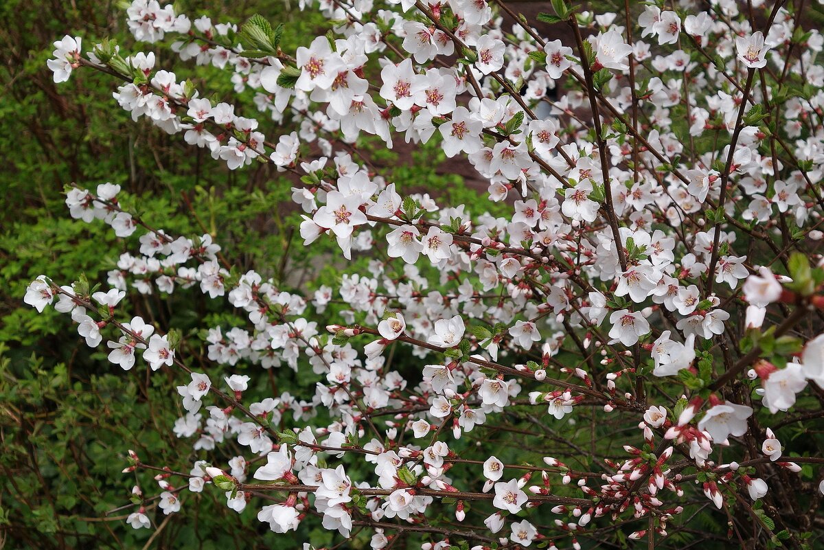 Цветущий апрель - Рита Симонова