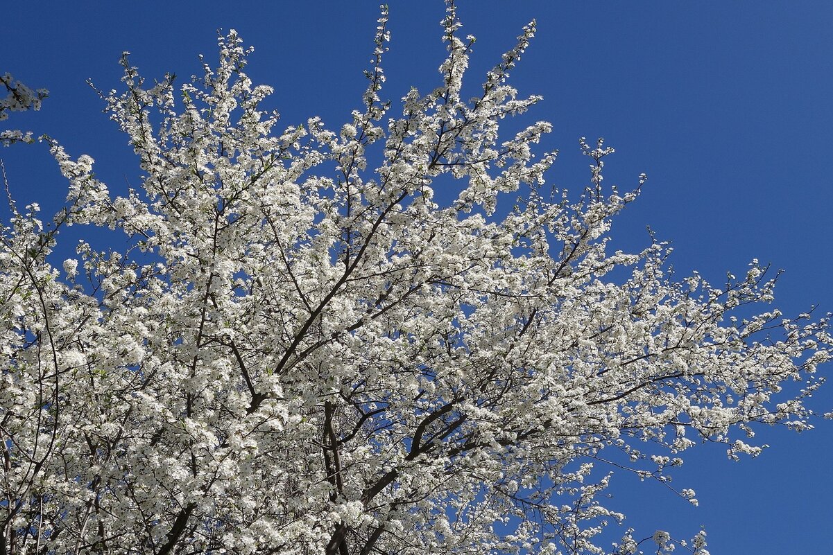 Цветущий апрель - Рита Симонова