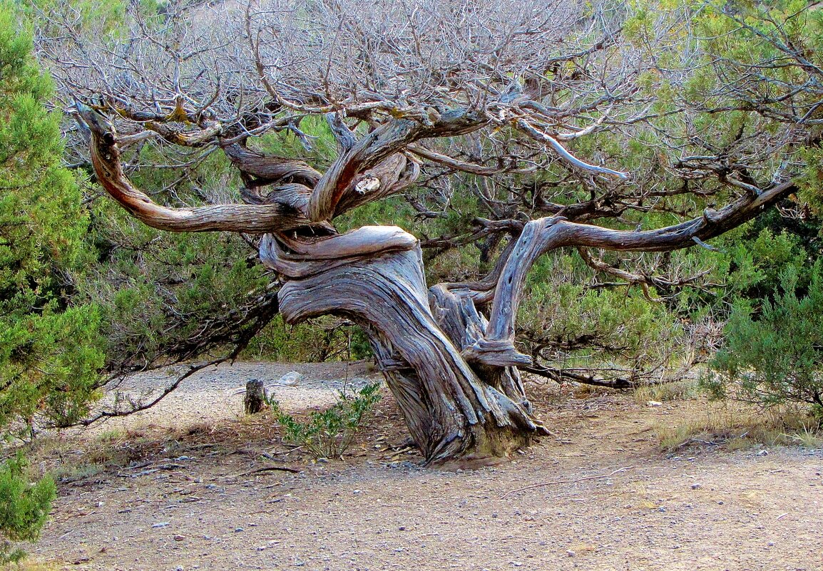 .."жизни после смерти нет"...угасший  навсегда можжевельник... - galalog galalog