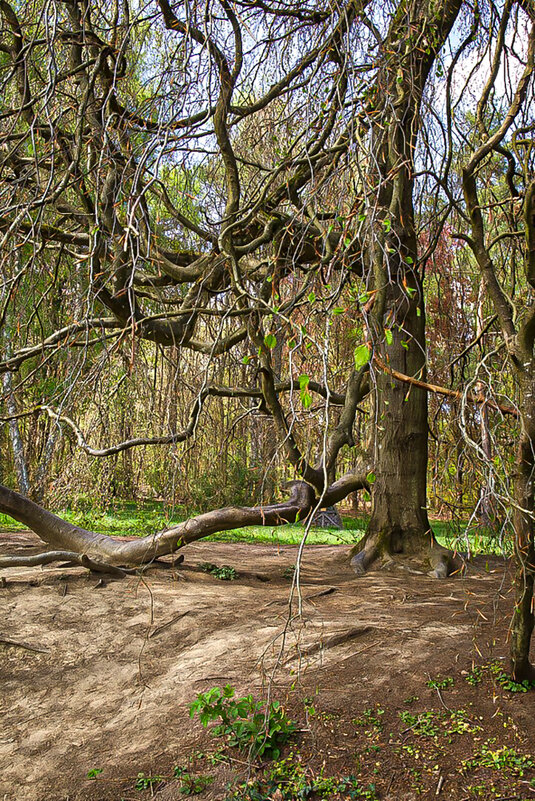 Растрепа. - Lucy Schneider 