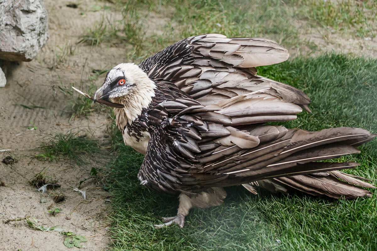 Бородач - SanSan 