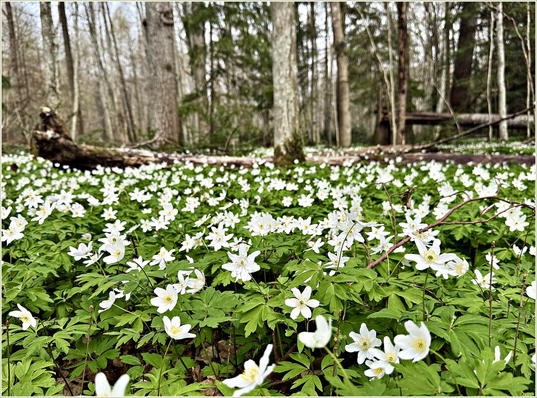 Ветреница в лесу. - Валерия Комова