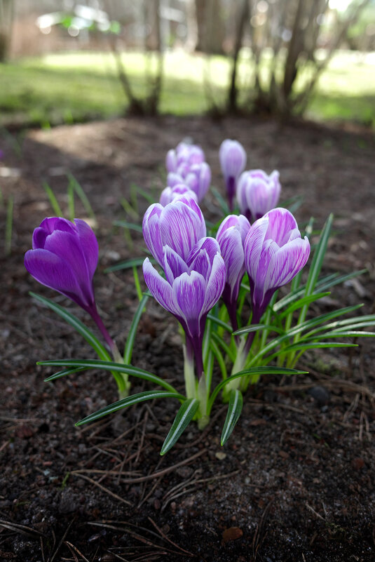 Весна - ВЛАДИМИР 