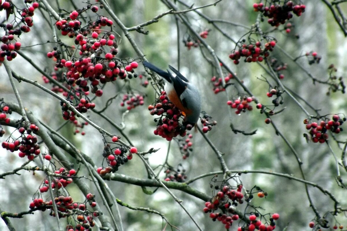 снегирь - Сергей Кочнев