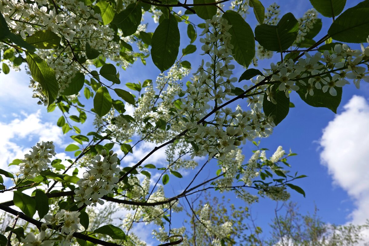 Весна одела кружева, округу солнцем приласкала... - Галина 