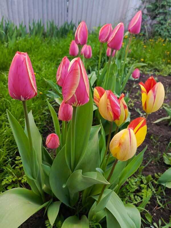 Красавчики цветные - Татьяна Пальчикова