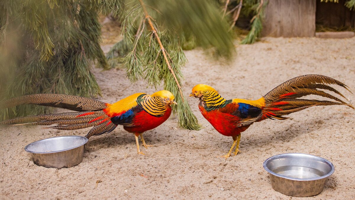 противостояние фазанов - Аркадий Лаптенко