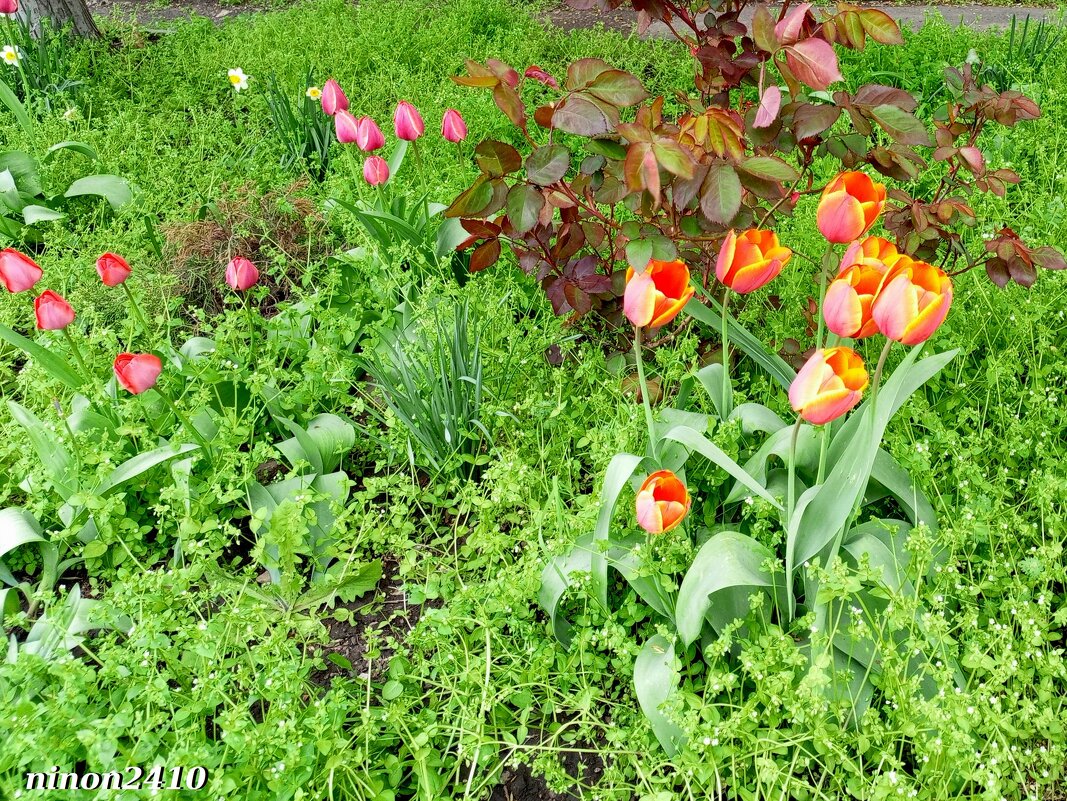 Апрель - Нина Бутко