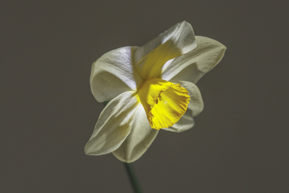 Фонарик - Светлана Тихонина